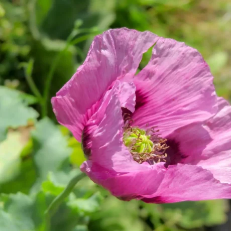 Graines biologiques reproductibles de Pavot "Oeillette" - Pensez Sauvage