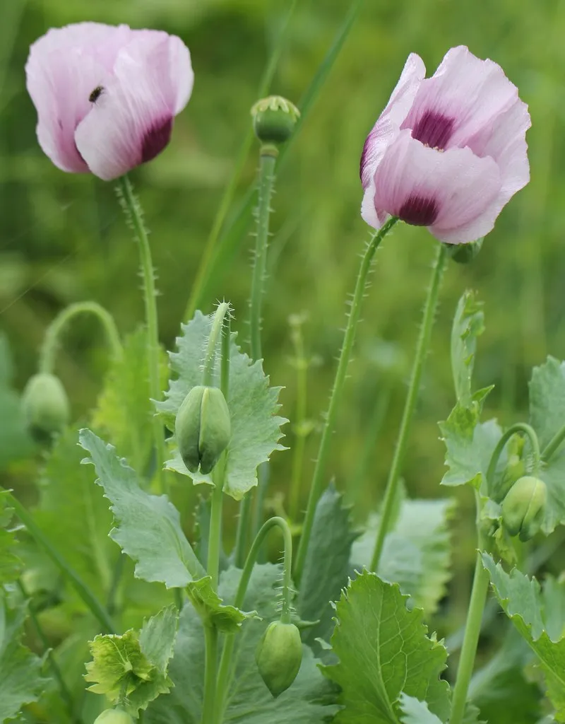 Graines biologiques reproductibles de Pavot "Oeillette" - Pensez Sauvage