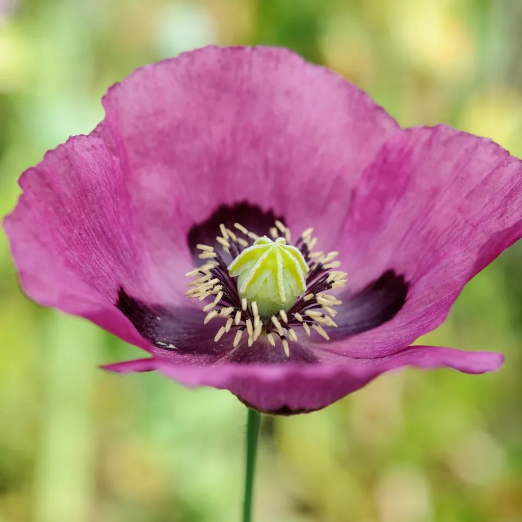 L'image montre une fleurs de pavot planete rouge du Jura