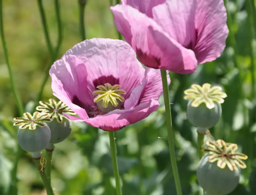 L'image montre des fleurs de pavots, il sagit de la variété Planète rouge du Jura
