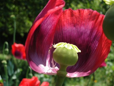 Graines biologiques reproductibles de Pavot Pourpre - Pensez Sauvage