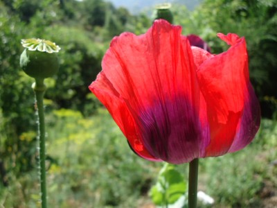 Graines biologiques reproductibles de Pavot Pourpre - Pensez Sauvage