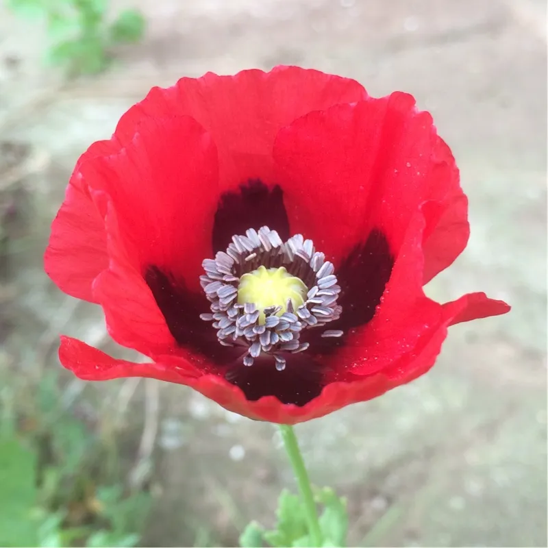 Graines biologiques reproductibles de Pavot "Scarlet" - Pensez Sauvage