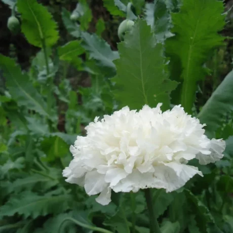 Graines biologiques reproductibles de Pavot "White Cloud" - Pensez Sauvage
