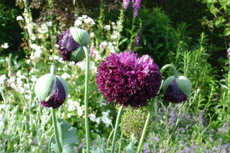 L'image montre des pavots somnifères dans le jardin