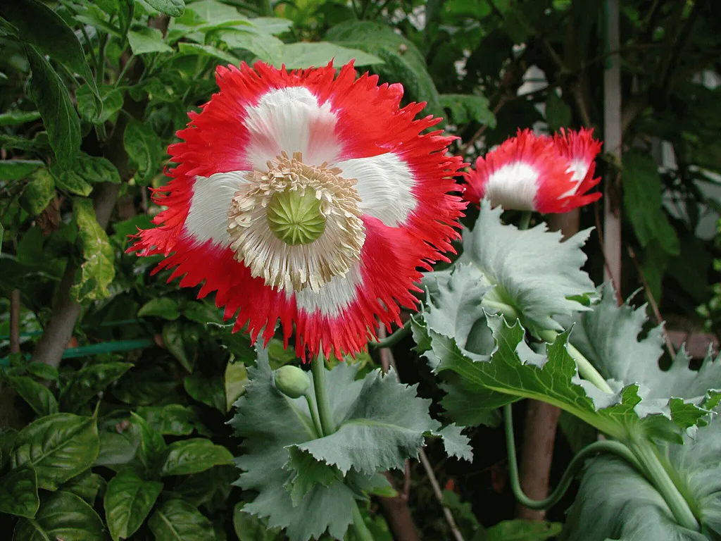 L'image montre deux fleurs de pavot rouge et blanche