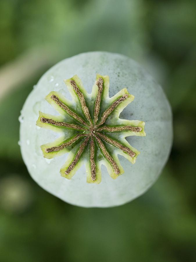 L'image montre une capsule de pavot verte vue du haut