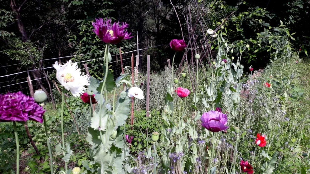 L'image montre plusieurs fleurs de pavot somnifère roses