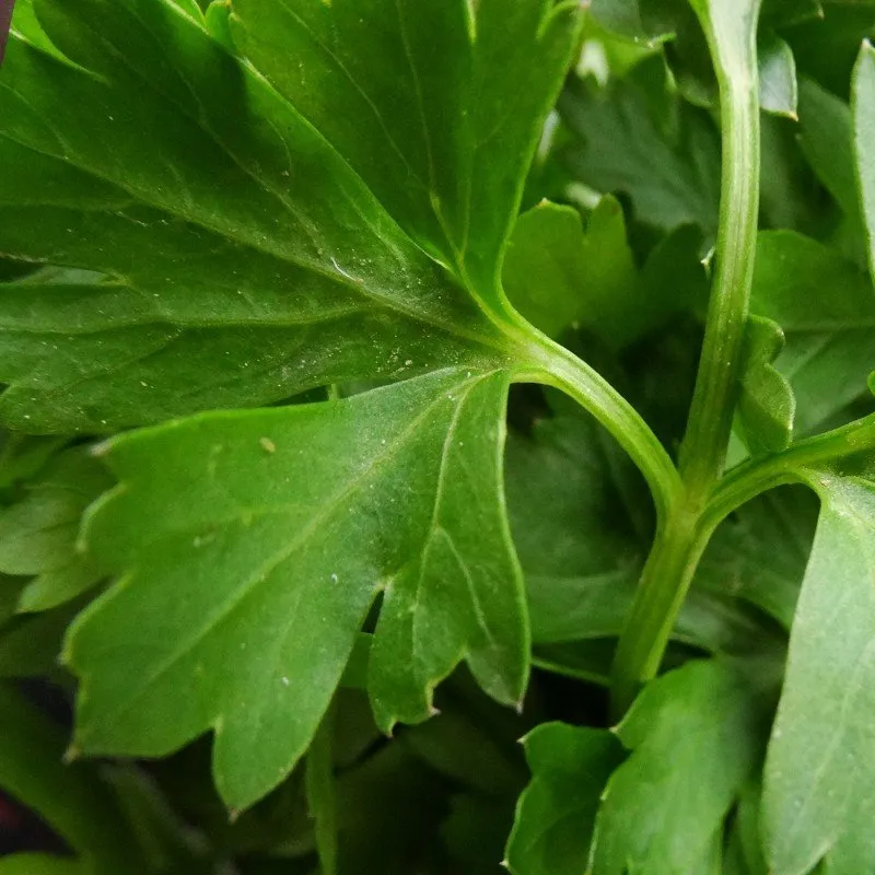 feuilles de persil plat