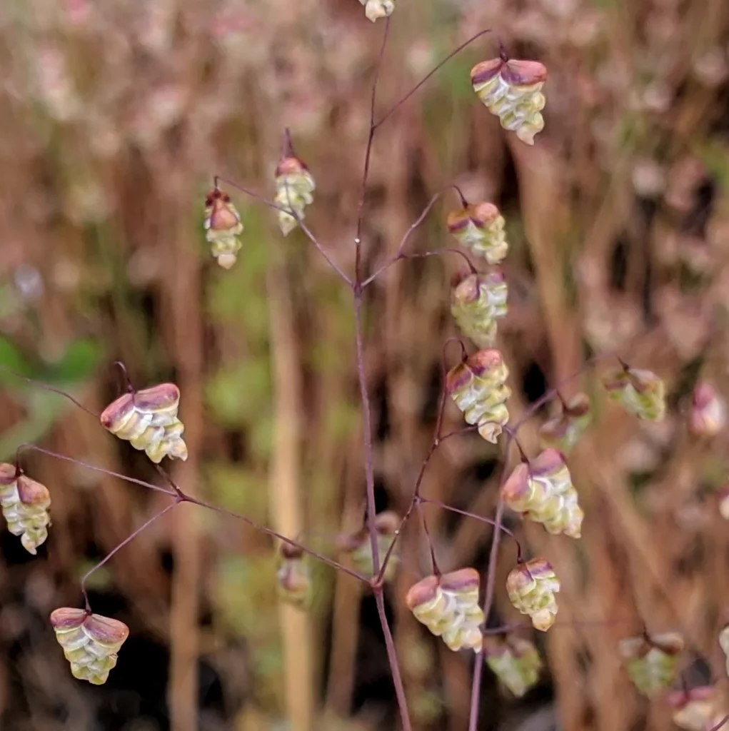 Sur la photo, on voit les inflorescences fines de la petite amourette (Briza minor), formées de petits épillets triangulaires suspendus à des tiges souples et pourpres. Les épillets, légèrement teintés de vert pâle et de rose brun, oscillent au vent. Chaque capsule abrite les graines, petites et légères, qui se libèrent à maturité pour se ressemer d’elles-mêmes. Ces semences témoignent du mode de reproduction naturel de cette graminée messicole, autrefois courante dans les champs avant l’agriculture moderne.