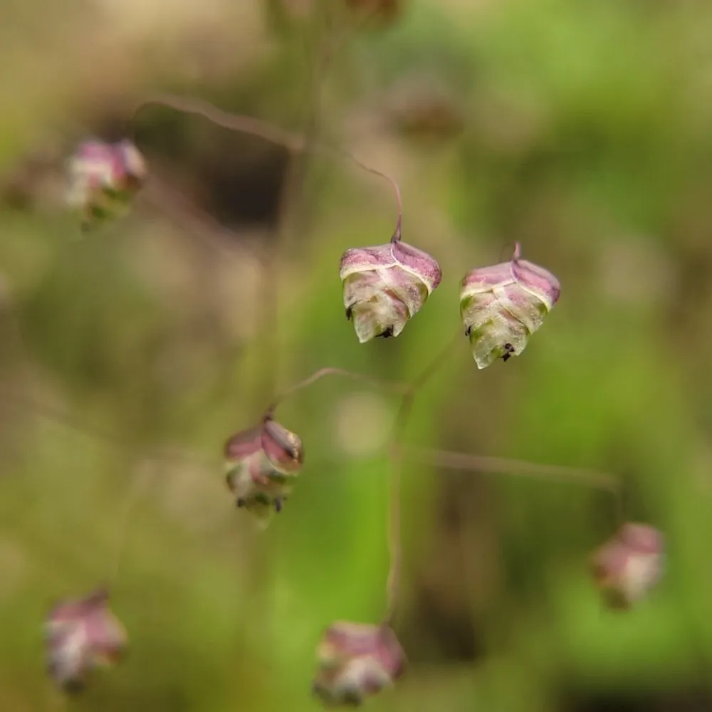 Sur la photo, on observe plusieurs épillets de petite amourette (Briza minor) suspendus à de très fines tiges. Chaque épillet est triangulaire, légèrement bombé, avec une texture nervurée bien visible. Les couleurs varient du vert pâle au rose violacé, formant de petites clochettes pendantes au bout de fils souples. Leur disposition espacée et leur légèreté donnent à la plante un aspect aérien et mobile, typique des graminées qui produisent de minuscules graines dispersées par le vent.