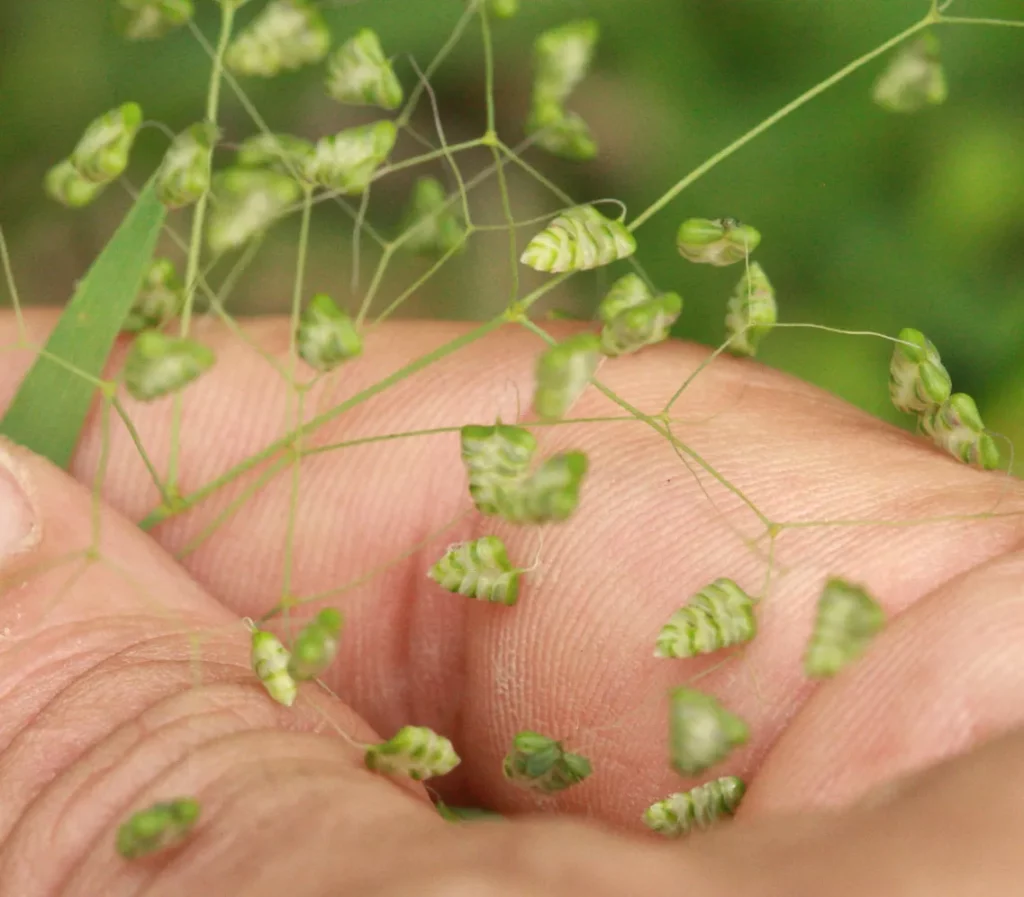 Sur la photo, on voit une main tenant des inflorescences de petite amourette (Briza minor). Les épillets triangulaires, d’un vert clair rayé de bandes plus foncées, sont fixés à de fins pédoncules souples qui se ramifient en réseau. Leur texture lisse et leur forme régulière rappellent de petites clochettes pendantes. Ces épillets contiennent les graines, minuscules et légères, prêtes à se libérer lorsque la plante arrive à maturité. L’ensemble montre bien la délicatesse de cette graminée messicole, autrefois commune dans les champs cultivés.