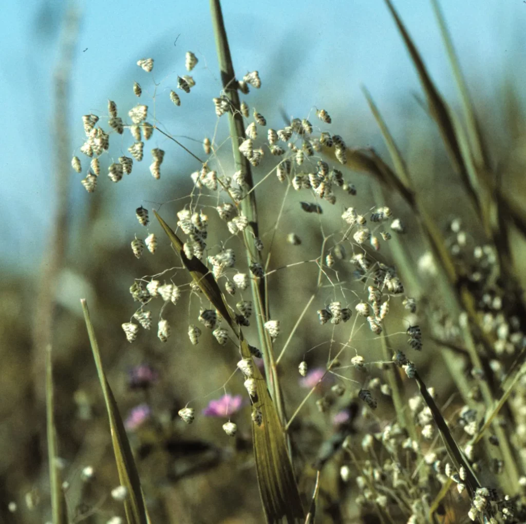 Sur la photo, on aperçoit une touffe de petite amourette (Briza minor) en pleine floraison, poussant parmi d’autres herbes sauvages. Les tiges fines et dressées portent de nombreuses ramifications légères ornées de petits épillets triangulaires, d’un vert pâle rayé de reflets argentés. Ces épillets, suspendus au bout de fils très souples, oscillent au vent et contiennent les graines prêtes à se détacher à maturité. La plante se dresse dans un milieu ouvert et ensoleillé, typique des prairies sèches et des anciens champs cultivés où cette graminée messicole trouvait autrefois sa place naturelle.