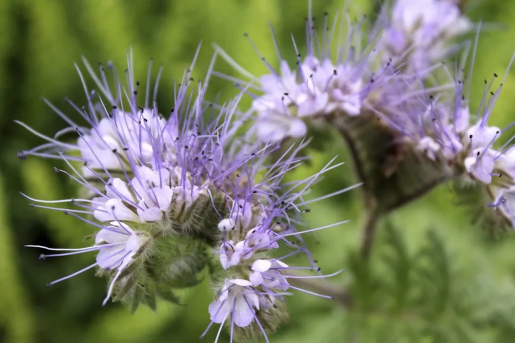 L'image montre un gros plan sur une fleur de phacélie