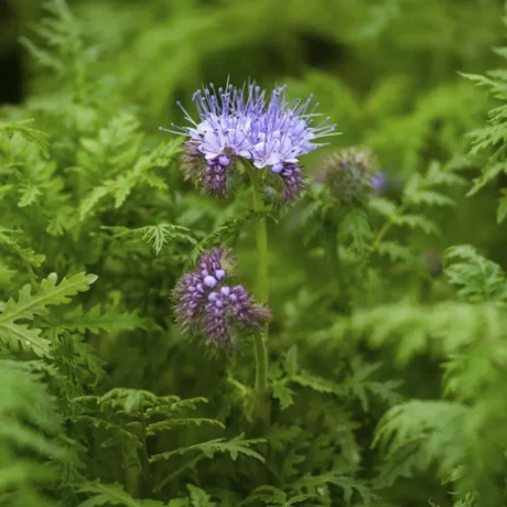 L'image montre une fleur de phacélie solitaire