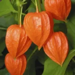 Physalis Franchetii, "Lanterne chinoise"