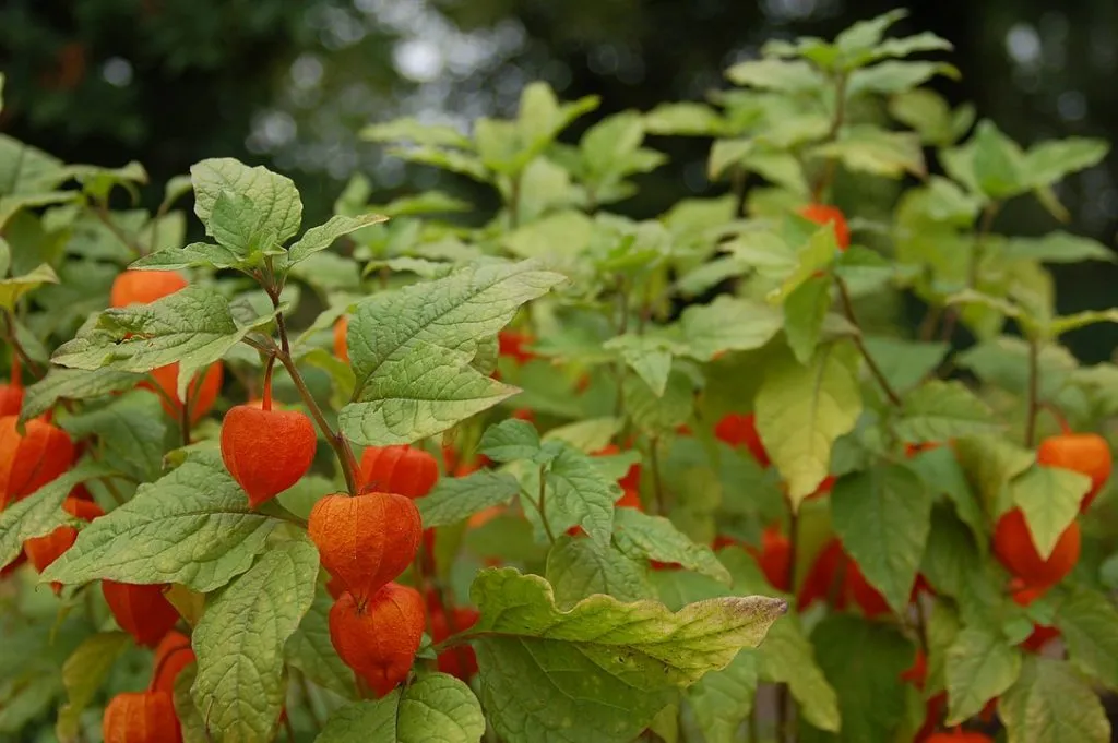 L'image montre un plant de physalis amour en cage