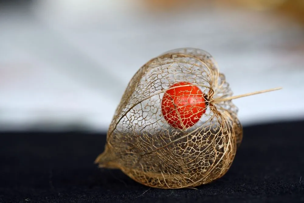 L'image montre un calice dégradé par le temps de physalis lanterne chinoise