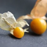 Physalis Goldies