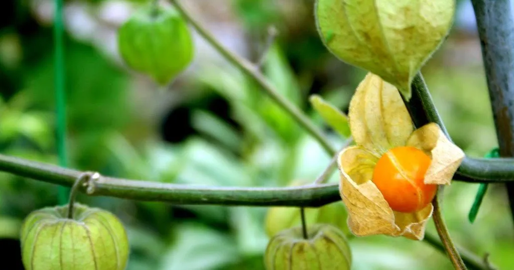 L'image montre des fruits de physalis goldies