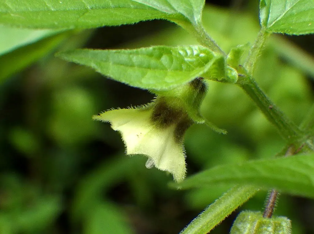 L'image montre une discrète fleur de physalis pubescens Goldies