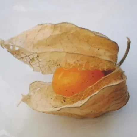 Graines biologiques reproductibles de Physalis Pubescens - Pensez Sauvage