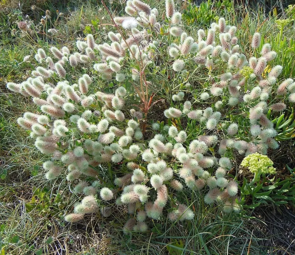 graines de Pied de lièvre