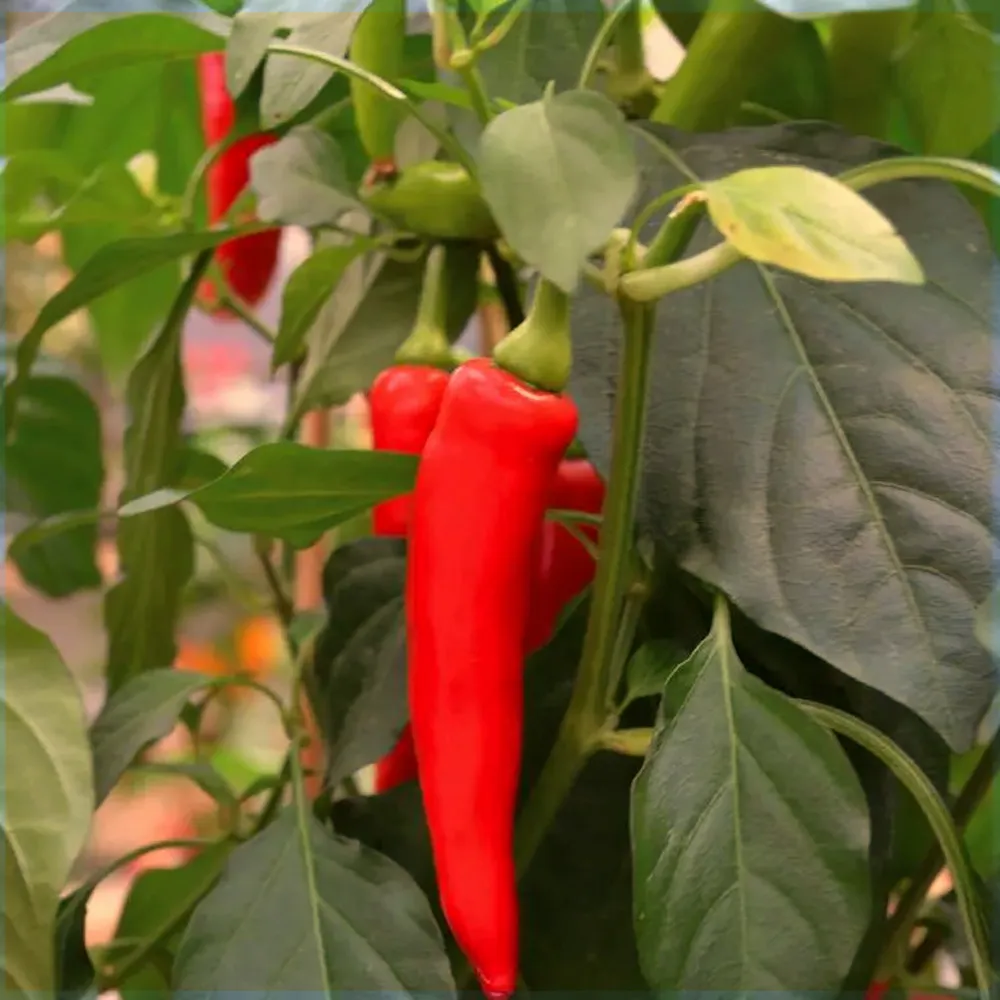 Piments Gorria encore sur la plante, bien rouges et allongés, parmi un feuillage vert sain. Cette image montre la phase de maturité idéale pour la récolte des fruits et la production de graines de qualité.