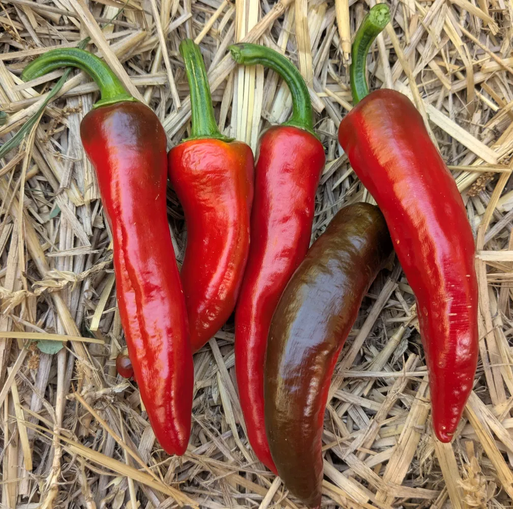 Groupe de piments Gorria rouges disposés sur de la paille après la cueillette. Leur couleur uniforme et leur texture brillante témoignent d’une belle maturité, parfaite pour la production artisanale de semences basques.