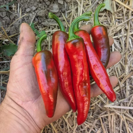 Main tenant plusieurs piments Gorria fraîchement récoltés. Leur peau rouge luisante montre le bon stade de maturité pour la préparation ou la conservation des semences de piment basque.