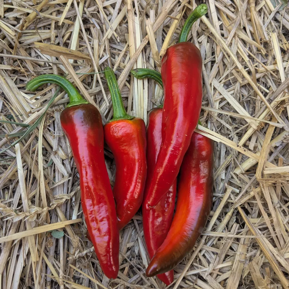 Cinq piments Gorria posés sur un lit de paille sèche, rouges et légèrement bruns sur le dessus. Photo illustrant la récolte traditionnelle avant le séchage et la sélection des meilleures graines pour les semis futurs.