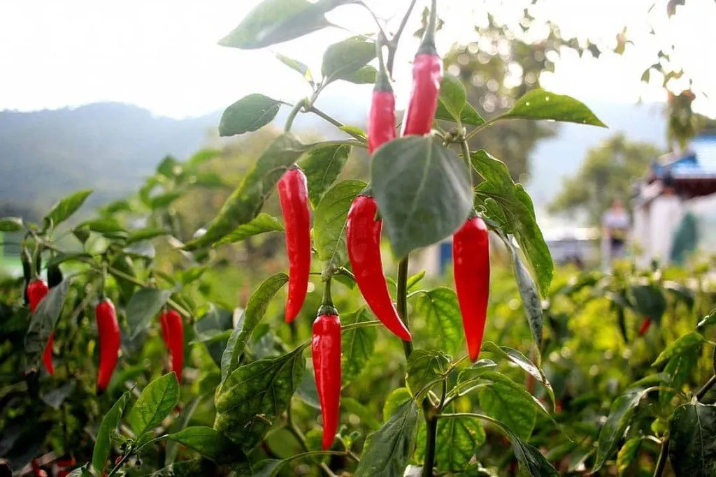 Sur la photo on peut voir un pied de piment de Cayenne