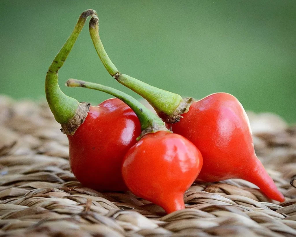 semences paysannes de piment petit bec