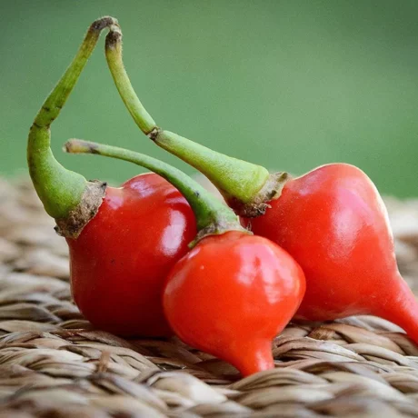 semences paysannes de piment petit bec