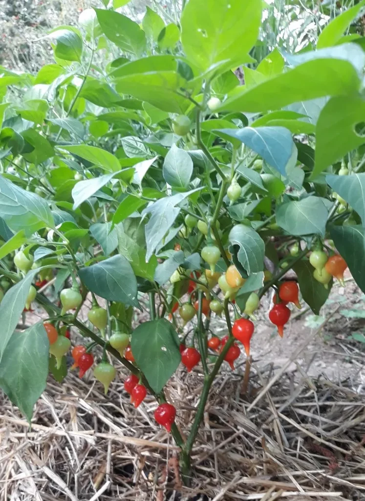 piment petit bec