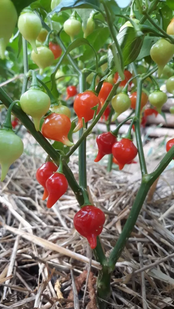 Semences biologiques et reproductibles
