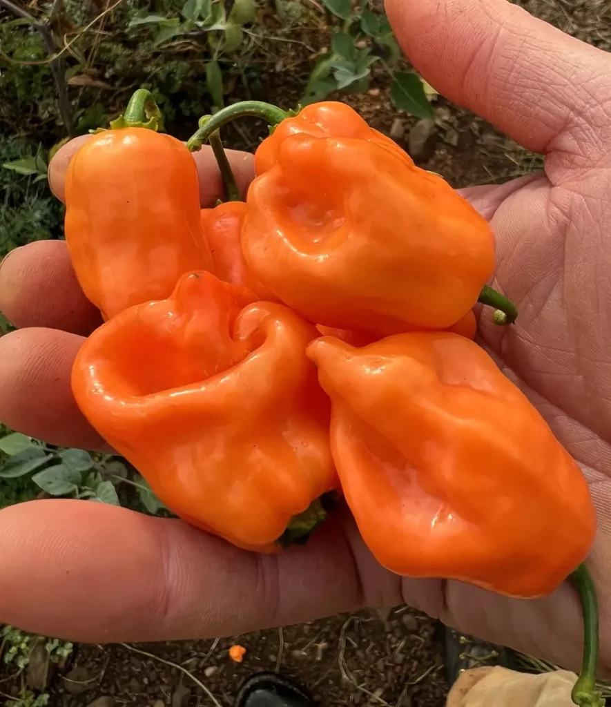 Une main tenant plusieurs piments Habanero orange fraîchement récoltés. On distingue leur forme bosselée typique et leur texture cireuse. Ces fruits, encore tièdes du soleil, renferment des graines fines et claires prêtes pour le séchage.