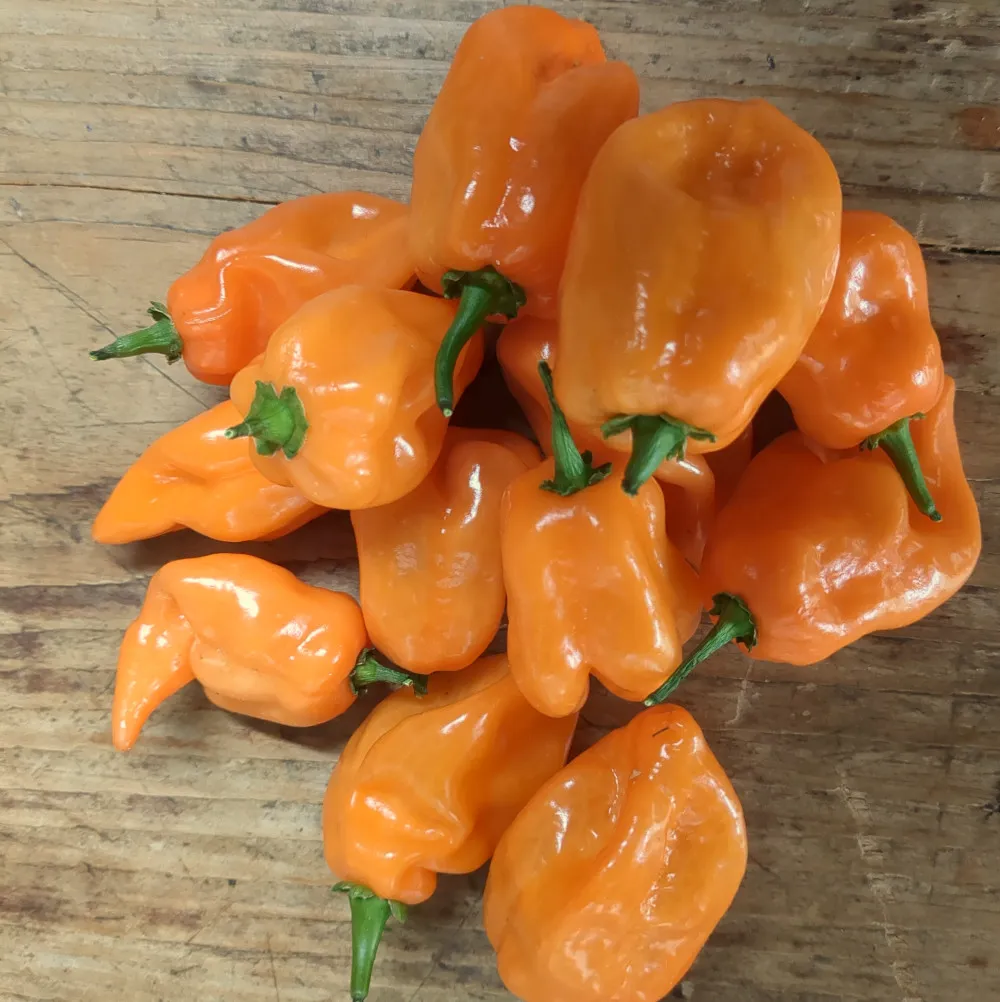 Une poignée de piments Habanero orange posés sur une planche en bois. Leur couleur vive et leur surface légèrement fripée indiquent une pleine maturité. Chaque fruit contient de nombreuses semences destinées au tri et à la conservation.
