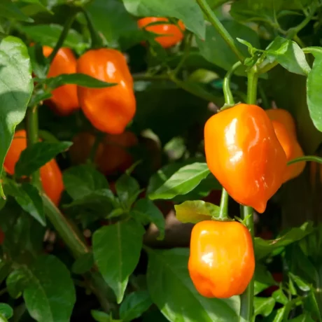Gros plan sur un plant de piments Habanero orange en pleine terre, avec plusieurs fruits bien formés suspendus entre les feuilles vert foncé. La peau lisse et brillante montre le stade de maturité. Les graines à l’intérieur sont prêtes à être récupérées pour la semence.