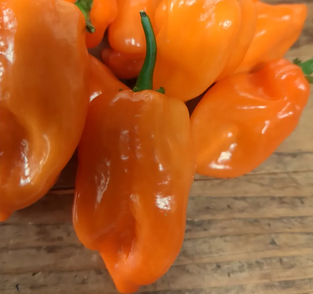 Gros plan sur un fruit de Habanero orange au premier plan, la peau tendue et brillante. En arrière-plan, d’autres fruits mûrs attendent la récolte. Les graines visibles à travers la chair fine rappellent le potentiel de reproduction de la variété.