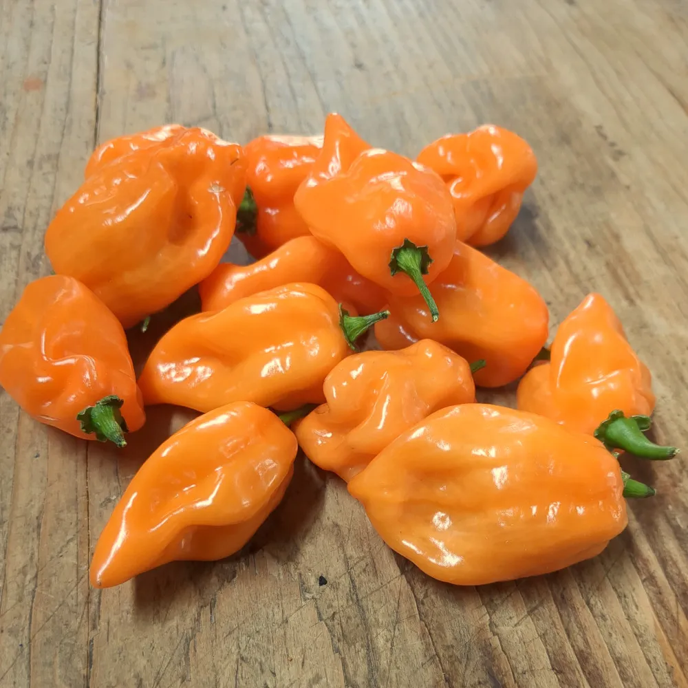 Tas de piments Habanero orange bien mûrs, regroupés sur une table en bois. Leur teinte uniforme et leur aspect sain témoignent d’une belle récolte issue de semis réussis. Ces fruits sont destinés à la production artisanale de graines pour la saison suivante.