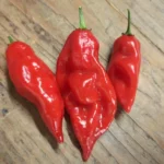 Piment Habanero rouge
