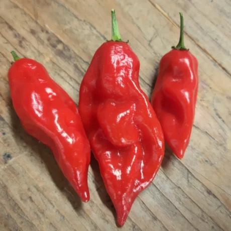 Trois piments Habanero rouges posés sur une table en bois, leur peau luisante et plissée trahit la chaleur qu’ils renferment. De véritables trésors pour qui veut récolter ses propres graines de semence.