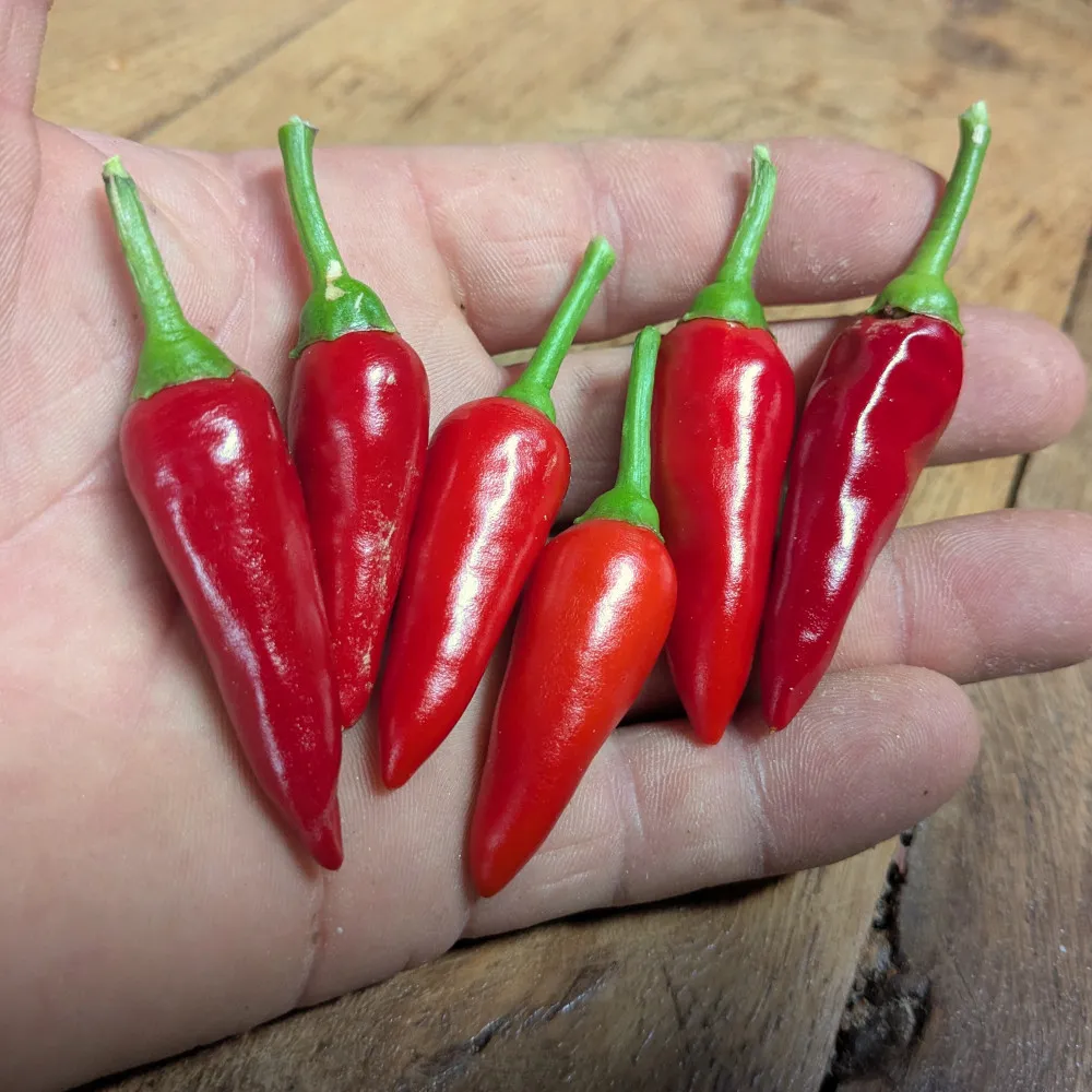 Main tenant plusieurs piments oiseau rouges bien mûrs, à peau lisse et brillante. Les fruits mesurent environ 4 à 5 cm, typiques de cette variété très forte. Photo utilisée pour illustrer la récolte et la production de graines de piment oiseau.