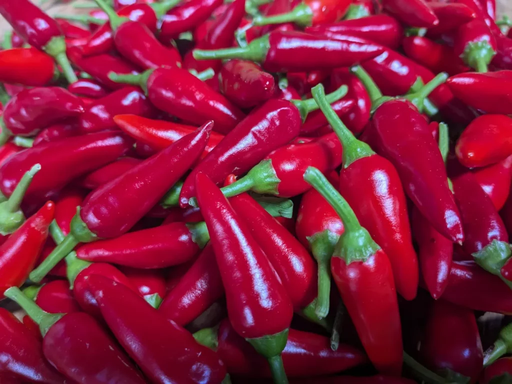 Gros plan sur un tas de piments oiseau rouges fraîchement récoltés. Leur peau brillante et leur pédoncule vert montrent une bonne maturité. Cette image illustre la récolte avant le séchage et la préparation des semences de piment oiseau.