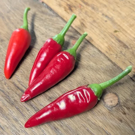 Quatre piments oiseau rouges posés sur une planche en bois. Les fruits sont fermes et luisants, caractéristiques de la variété. Cette photo montre le calibre typique avant l’extraction des graines destinées à la conservation.