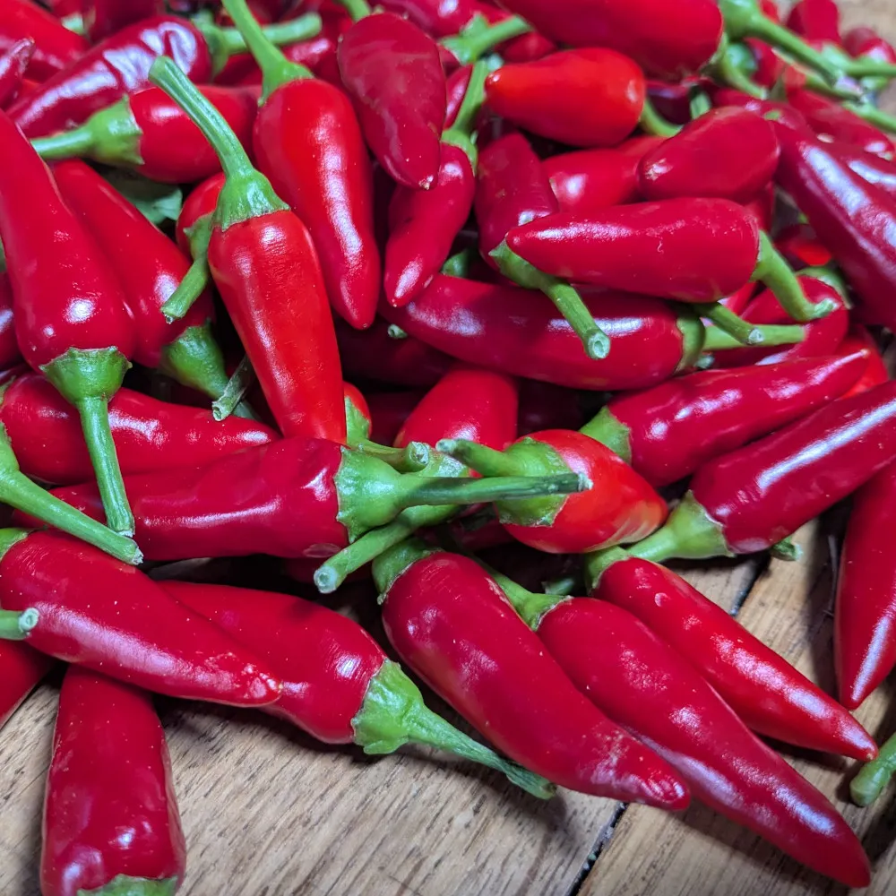Vue rapprochée d’un ensemble de piments oiseau rouges entiers, brillants et homogènes. Les fruits sont disposés sur une surface en bois, prêts pour le séchage ou la sélection des meilleures graines.