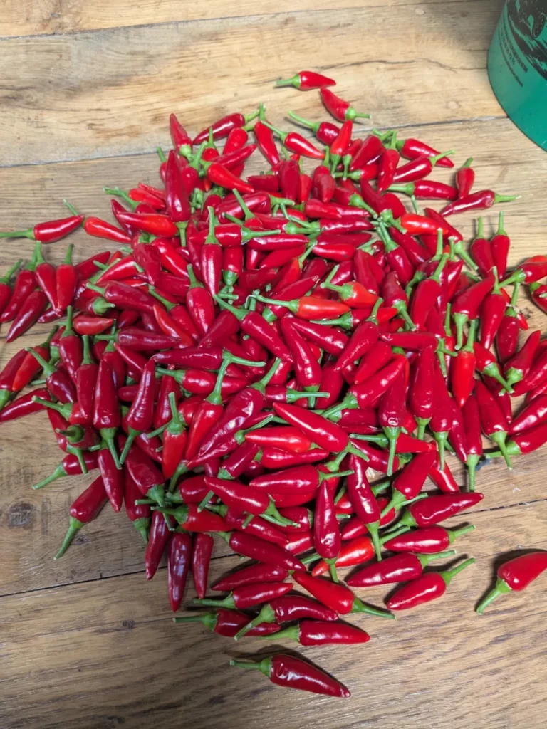 Grande récolte de piments oiseau étalés sur une table en bois. Les fruits rouges vifs sont uniformes et bien mûrs, témoignant d’une production abondante idéale pour la récolte de semences de qualité.