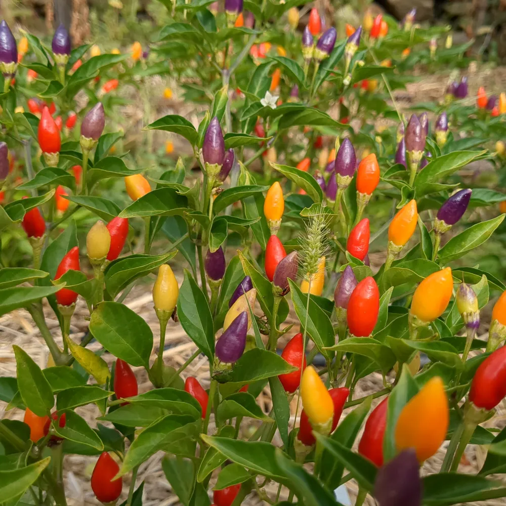 Pieds de piment Ordono couverts de petits fruits dressés multicolores. On y voit des piments verts, blancs, violets, jaunes, orangés et rouges, selon leur stade de maturité. Le feuillage est vert brillant, serré, et les fruits se détachent bien par leurs couleurs vives. Une scène de culture simple et naturelle, qui montre à la fois le côté ornemental et productif de cette variété très forte.