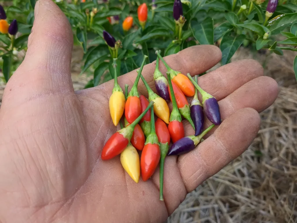 Main tenant plusieurs petits piments Ordono fraîchement récoltés, aux couleurs variées selon leur maturité : violet, rouge, orange et jaune. À l’arrière-plan, on distingue le feuillage vert des plants encore chargés de fruits. Cette image illustre bien la diversité de teintes de cette variété très forte, idéale pour la production de graines de piment décoratif et piquant.